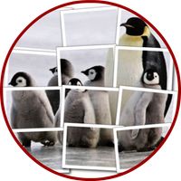 Penguin Puzzle