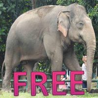 Mengenal Nama Binatang / Hewan