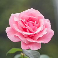 Wallpaper Paint : Color by No.