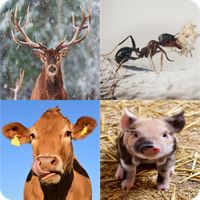 Guess the Picture Quiz Game!