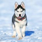 Husky Memory Game