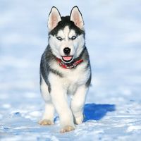 Husky Memory Game
