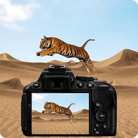 Desert Animal Photography