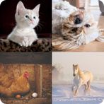 Guess the name of the animal