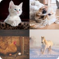 Guess the name of the animal