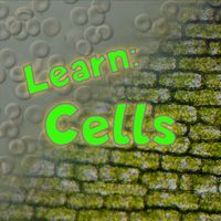 Learn: Cells