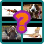 4 Pics 1 Animal - Alphabetical