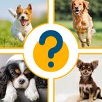 Quiz 2022 - Dogs