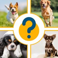 Quiz 2022 - Dogs
