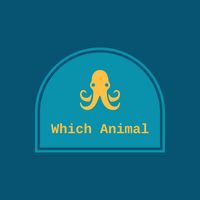 Which Animal is This ?