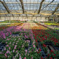 Цветочные фермы