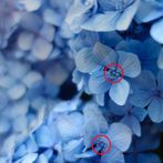 Find 5 Differences - Flowers