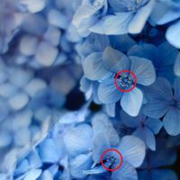 Find 5 Differences - Flowers