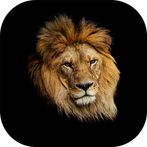 Wild Kingdom: Lion vs Tiger