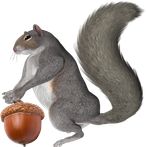Protein and acorns
