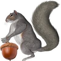 Protein and acorns
