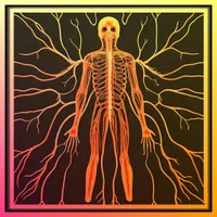 NERVOUS SYSTEM QUIZ