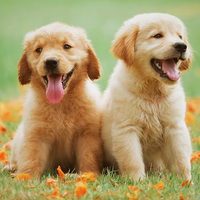 Dog Paint : Color by Number