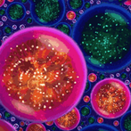 Planet Evolution Wars