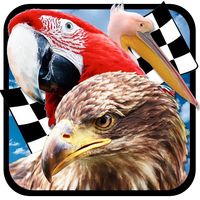 Bird Race 3D