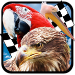 Bird Race 3D