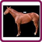 Anatomia Vet Locomotor/Neuro