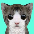 Cat Simulator Online