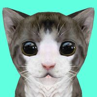 Cat Simulator Online