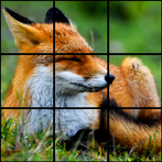 Wildlife Puzzles