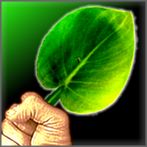 Go Save the Forest: Christmas 