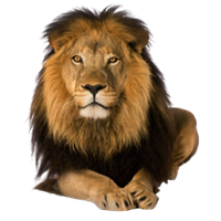 .חיות. בעלי חיים