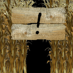 Corn Maze