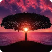 Memory Game - Animals Cards