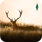 Elixir - Deer Running Game