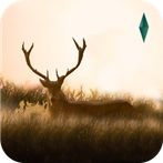 Elixir - Deer Running Game