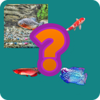 tebak gambar nama ikan