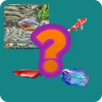 tebak gambar nama ikan