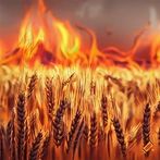 Burn Them All