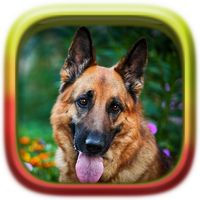 Picture Puzzle: German Shepher