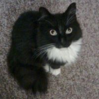 Darby's Big Adventure