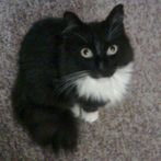 Darby's Big Adventure