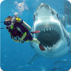 Shark Diver 3D