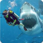 Shark Diver 3D