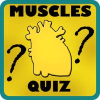 Muscles Quiz