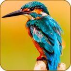 Bird Kingdom - Hidden Object