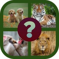 Animal quiz