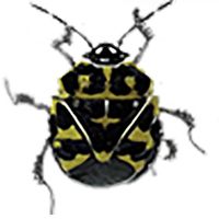 Of Insekts And Faeries