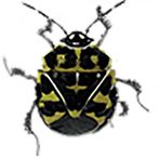 Of Insekts And Faeries