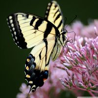 swallowtail butterfly