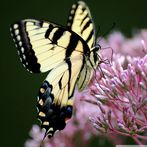 swallowtail butterfly